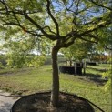 Acer palmatum 'Dissectum' - 5