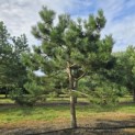 Pinus nigra 'Nigra' - Foto 6