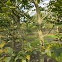Carpinus betulus - 5