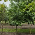 Liquidambar styraciflua - 4