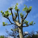 Platanus x hispanica - Foto 4