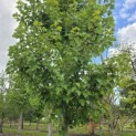 Acer rubrum 'Red Sunset' - 1