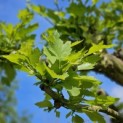 Platanus hispanica - 2025