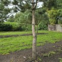 Pinus nigra 'Nigra' - Foto 2