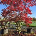 Acer palmatum Masu-kagami - 1