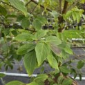 Cornus kousa 'Norman Hadden' - 4