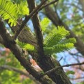 Metasequoia glyptostroboides
