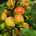 Malus 'Evereste' - Foto 1