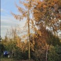 Larix kaempferi - 7