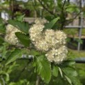 Sorbus 'Intermedia' - Foto 1