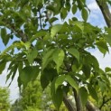 Heptacodium miconioides - Foto 1