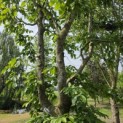 Fagus sylvatica - 2