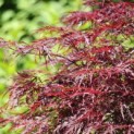 Acer palmatum 'Garnet' - kleur blad impressie