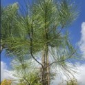 Pinus Pinaster - Foto 2