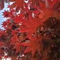 Acer palmatum 'Bloodgood' - 3