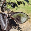 Fagus sylvatica 'Riversii' - Foto 2