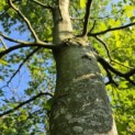 Fagus sylvatica - Foto 2