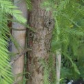 Taxodium distichum 'Shawnee Brave' - 1