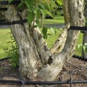 Heptacodium miconioides - Foto 4