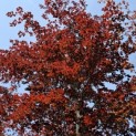 Fagus sylvatica 'Atropunicea' - 3