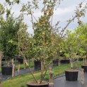 Malus domestica 'Jonagold' - Foto 1