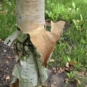Betula utilis 'Jacquemontii' (Doorenbos) - 6