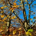 Carpinus betulus