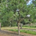 Pinus nigra - 3