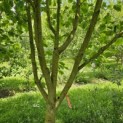 Liriodendron tulipifera 'Aureomarginatum' - 2
