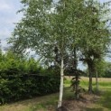 Betulus utilis Doorenbos (Jacquemontii) - Foto 1