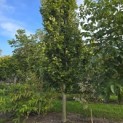 Fagus sylvatica 'Dawyck Gold' - 1