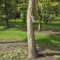 Ginkgo biloba - Foto 3
