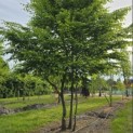 Carpinus betulus - Foto 6