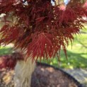 Acer palmatum 'Dissectum' - Foto 8