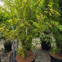 Zanthoxylum simulans - Foto 2