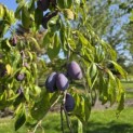 Prunus domestica Hauszwetsche - 4