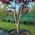 Acer palmatum 'Bloodgood' - Afbeelding 2