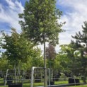 Quercus ilex - 4