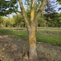 Idesia Polycarpa - 4