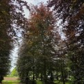 Fagus sylvatica 'Atropunicea' - juni 2026.