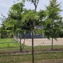 Gleditsia triacanthos ‘Draves' - 2