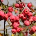 Malus 'Red Sentinel' - 1