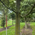 Tilia Tomentosa - Foto 2