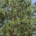 Pinus sylvestris 'Glauca' - 3
