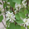 Amelanchier alnifolia 'Obelisk' - impressie bloei