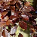Fagus sylvatica 'Atropunicea' - impressie kleurnuances rode of bruine beuk voorjaarsrood