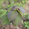 Davidia involucrata - Foto 1