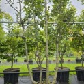 Quercus ilex - 1