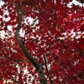 Acer palmatum 'Bloodgood' - 3