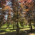 Fagus sylvatica 'Atropunicea' - 1